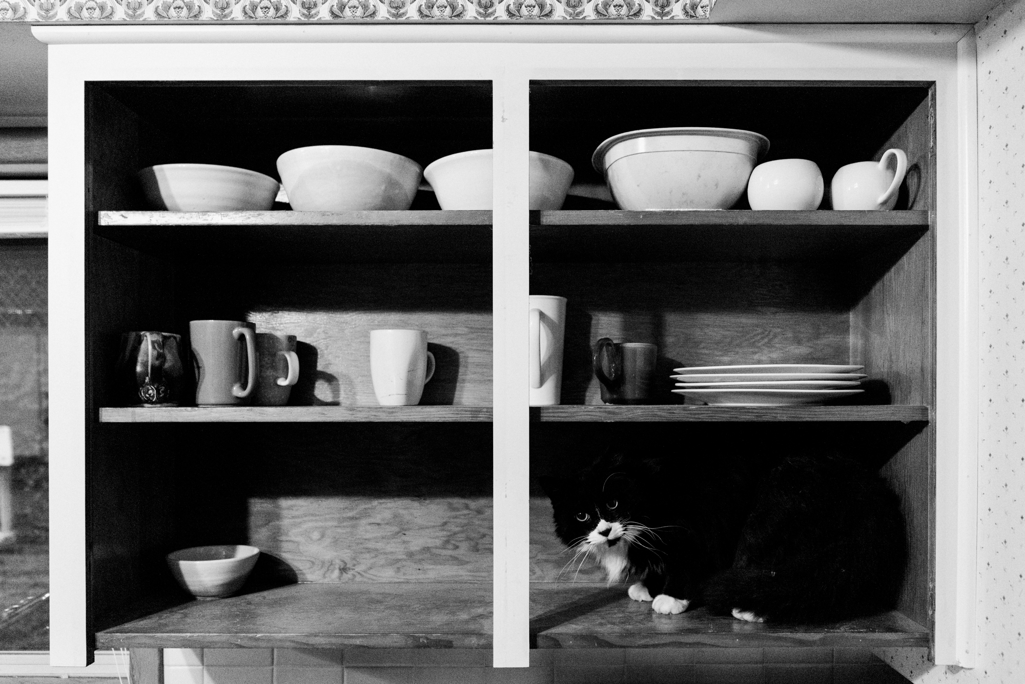 cat in cabinet -Documentary Family Photography